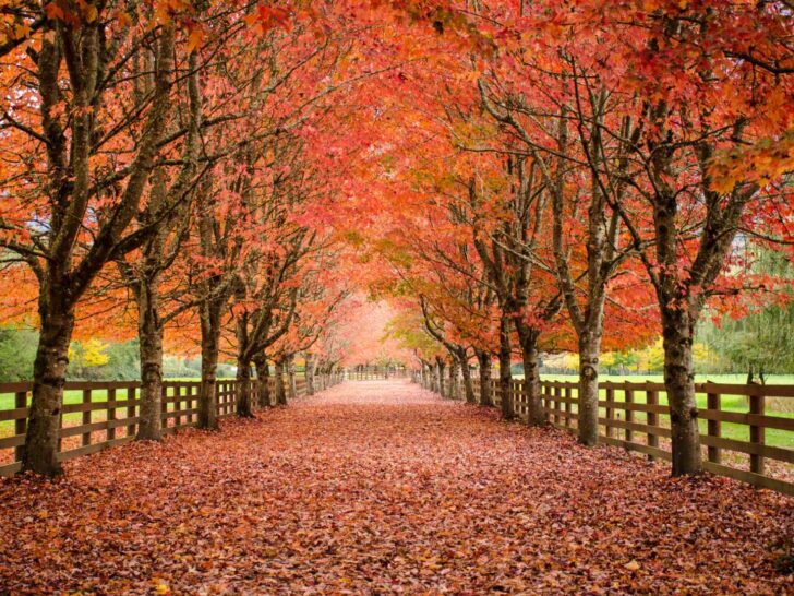 fall trivia