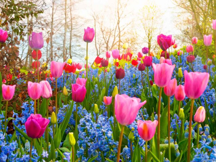 spring trivia