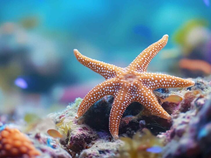 Oceans and Marine Life trivia