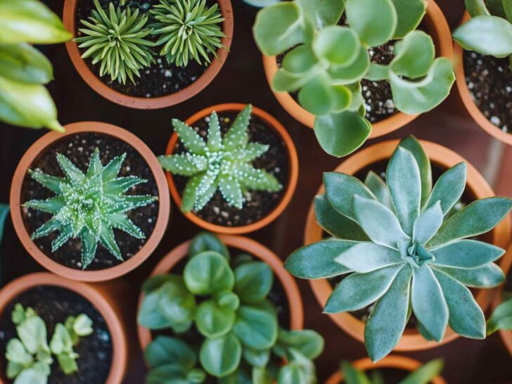 plant trivia