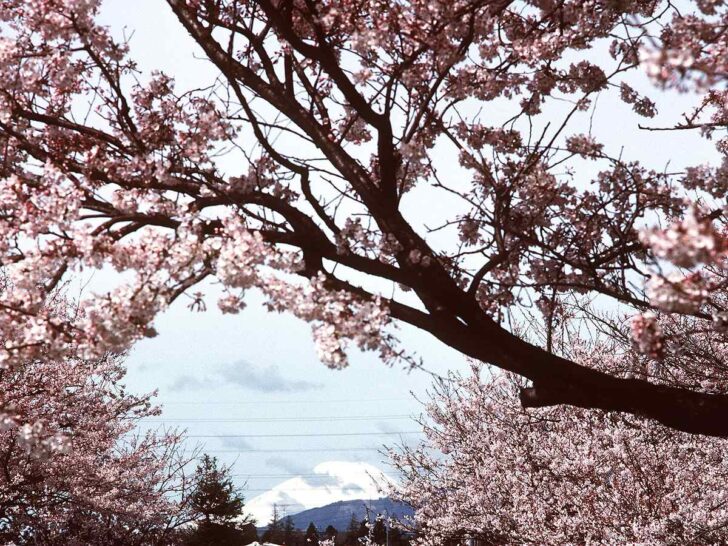Mount Fuji framed by pink cherry blossoms in Japan