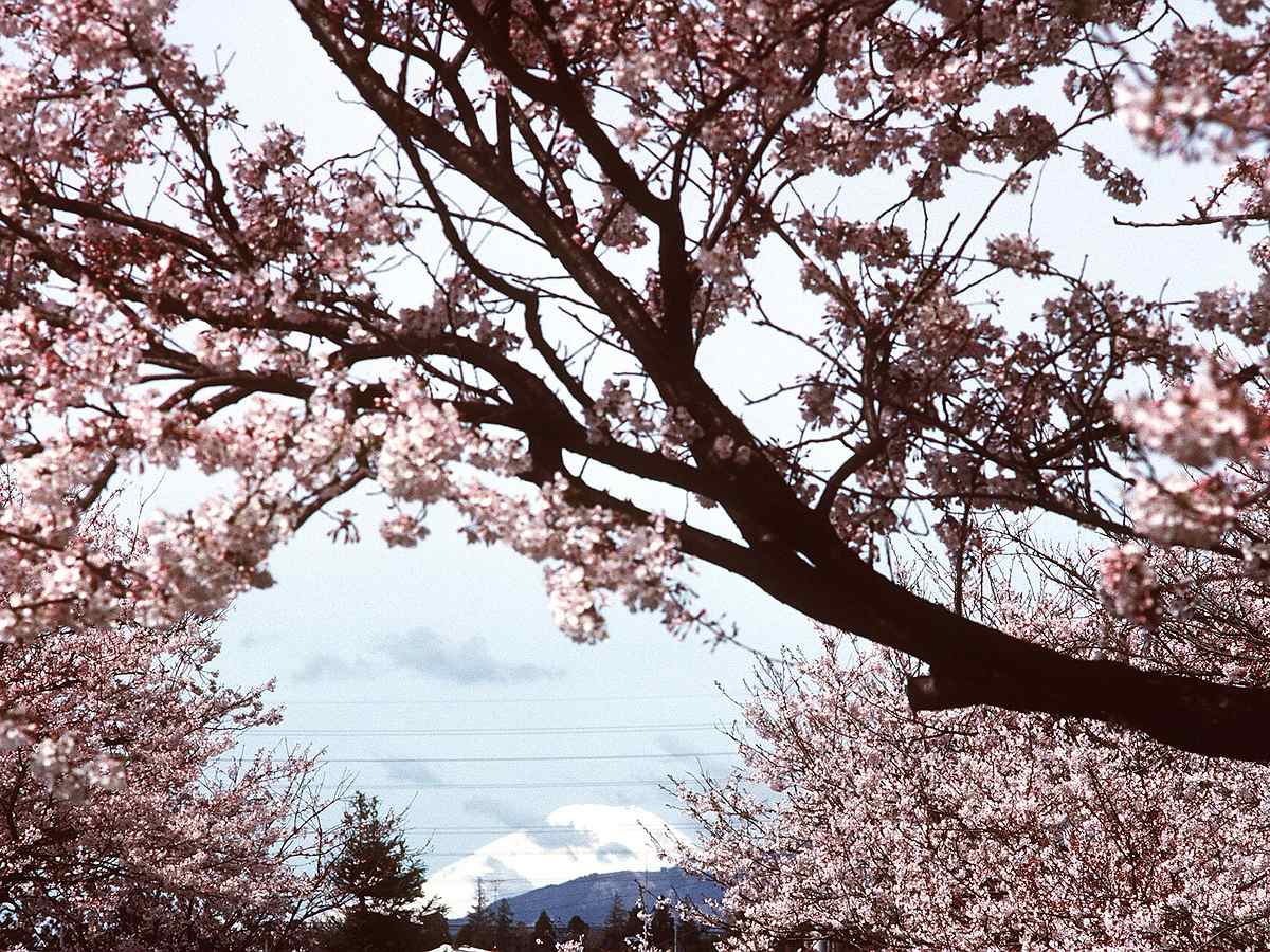 Mount Fuji framed by pink cherry blossoms in Japan