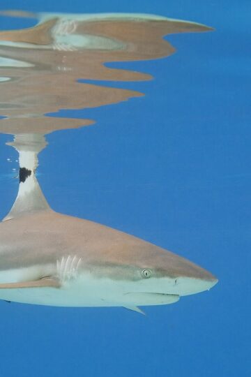 Blacktip reef shark swimming beneath the ocean surface