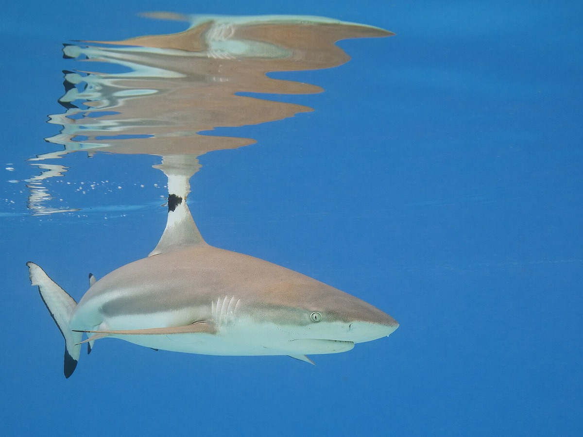 Blacktip reef shark swimming beneath the ocean surface