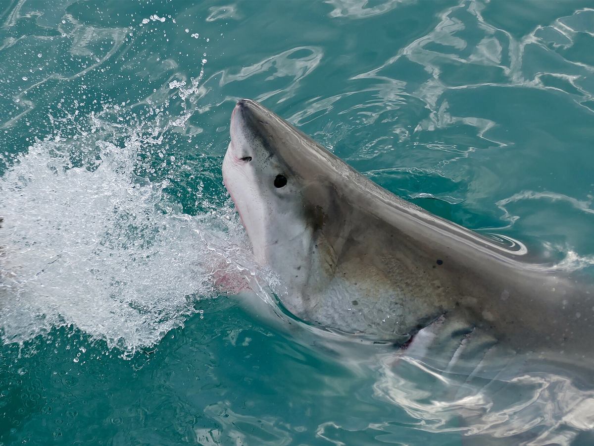 Great white shark breaking the surface in turquoise water