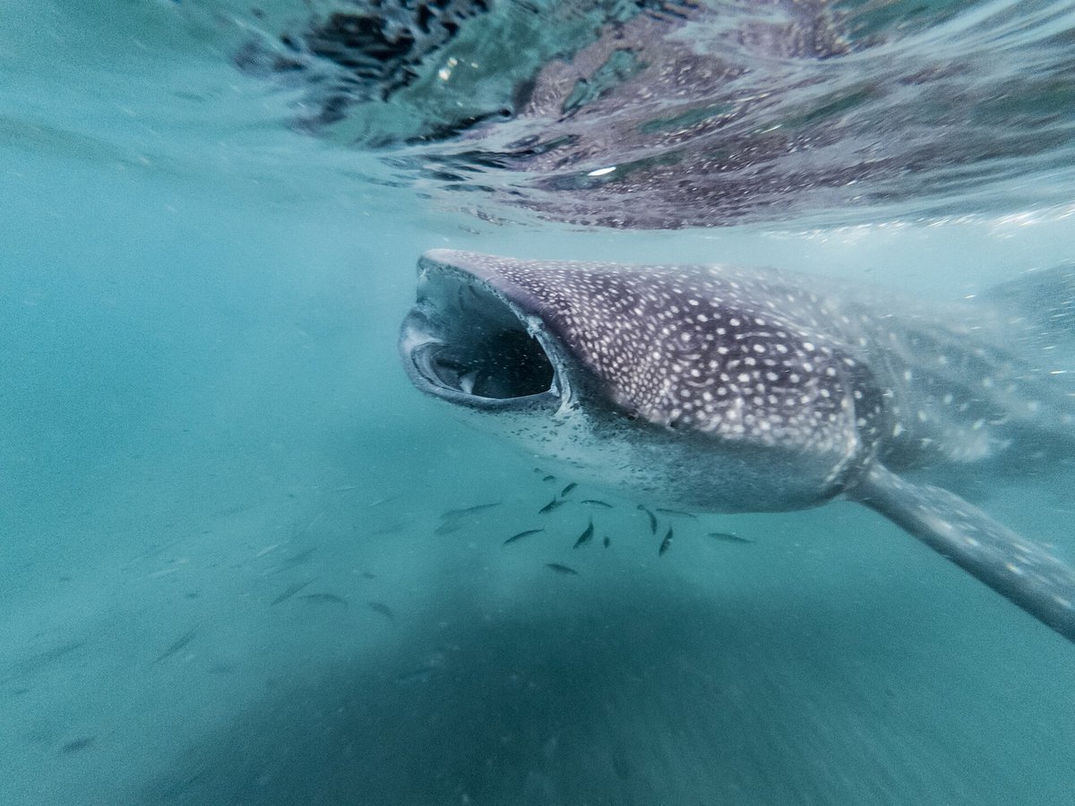 Whale shark swimming with its mouth open near the surface