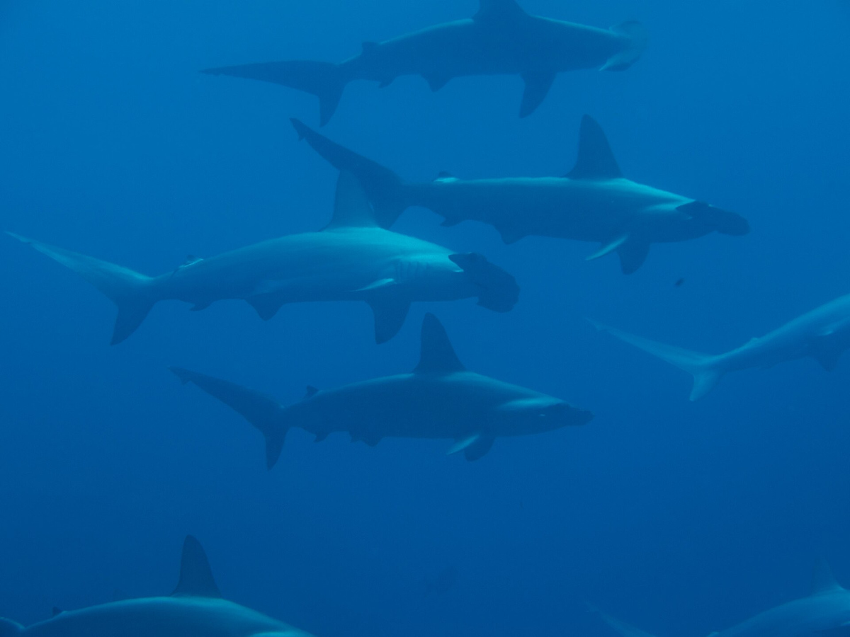 School of scalloped hammerhead sharks swimming in blue water