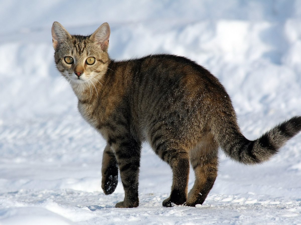 Young domestic tabby cat walking through snow