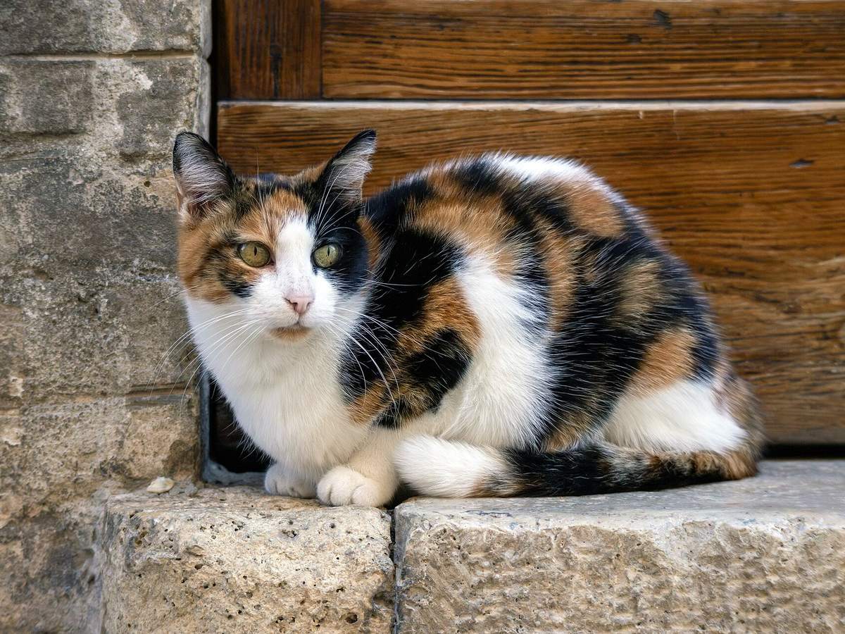 Calico domestic cat with white, orange, and black fur outdoors in Assisi