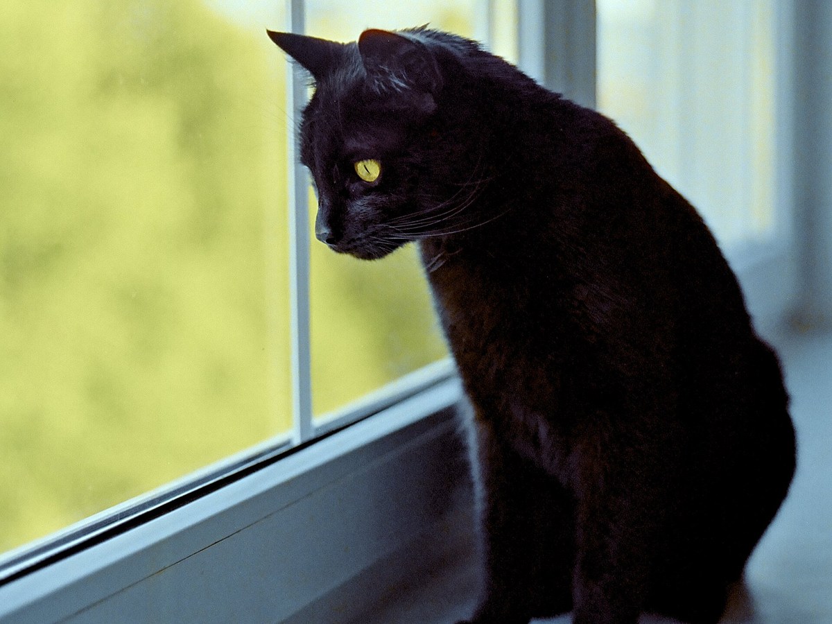 Black domestic cat looking toward the camera in a natural setting