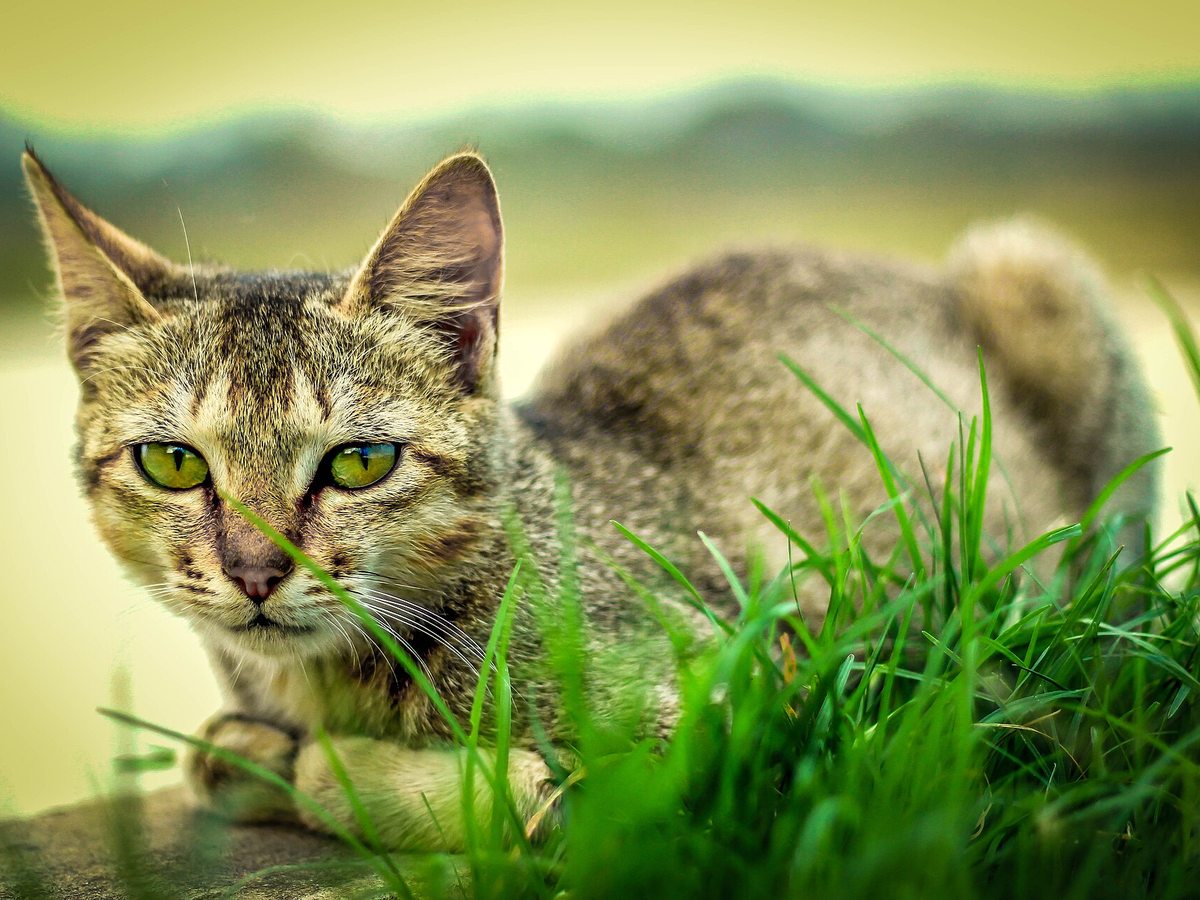 Bengal domestic cat resting on green grass