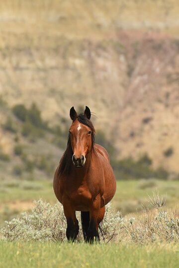 Brown wild horse standing in the Badlands