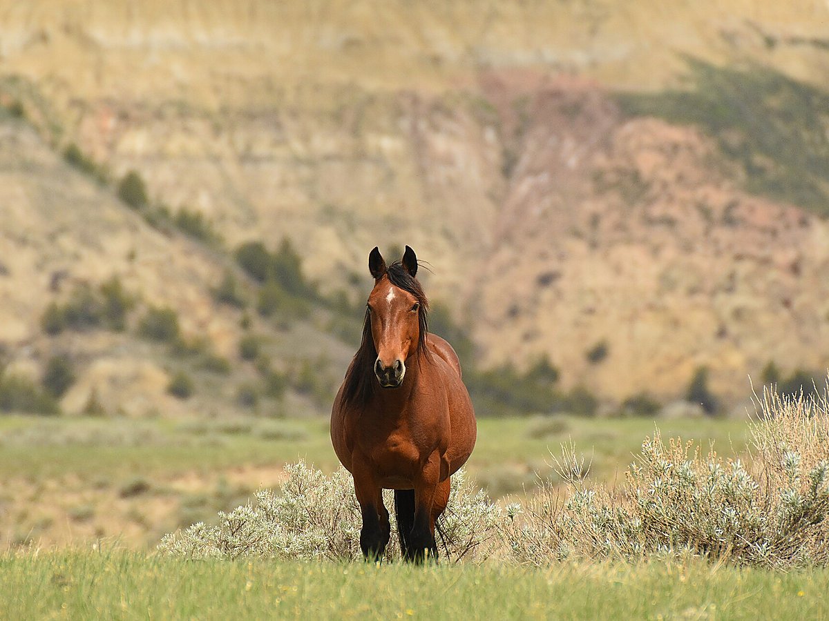 Brown wild horse standing in the Badlands
