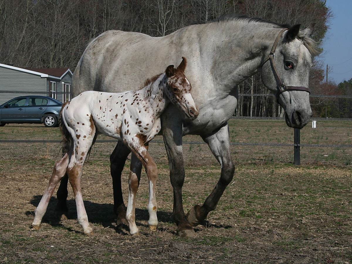 Appaloosa mare standing with her foal