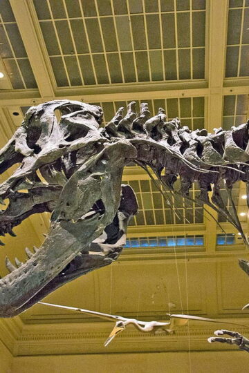 Tyrannosaurus rex skeleton displayed at the Smithsonian