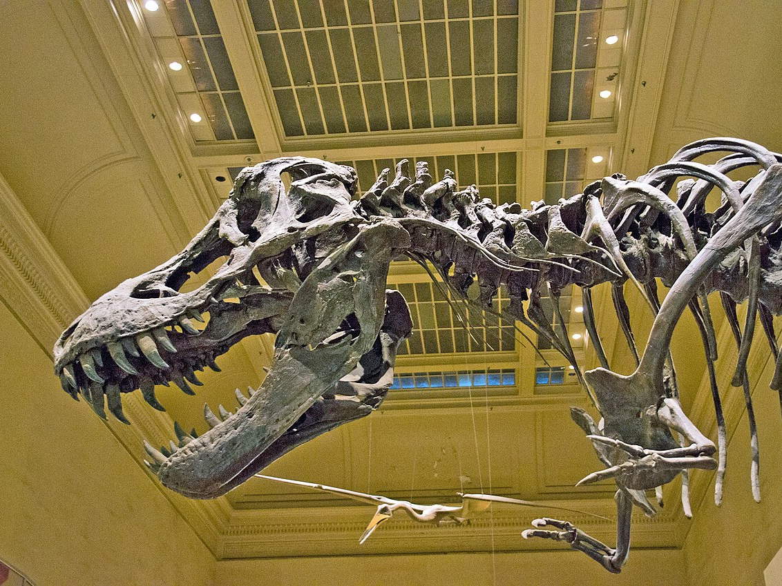 Tyrannosaurus rex skeleton displayed at the Smithsonian