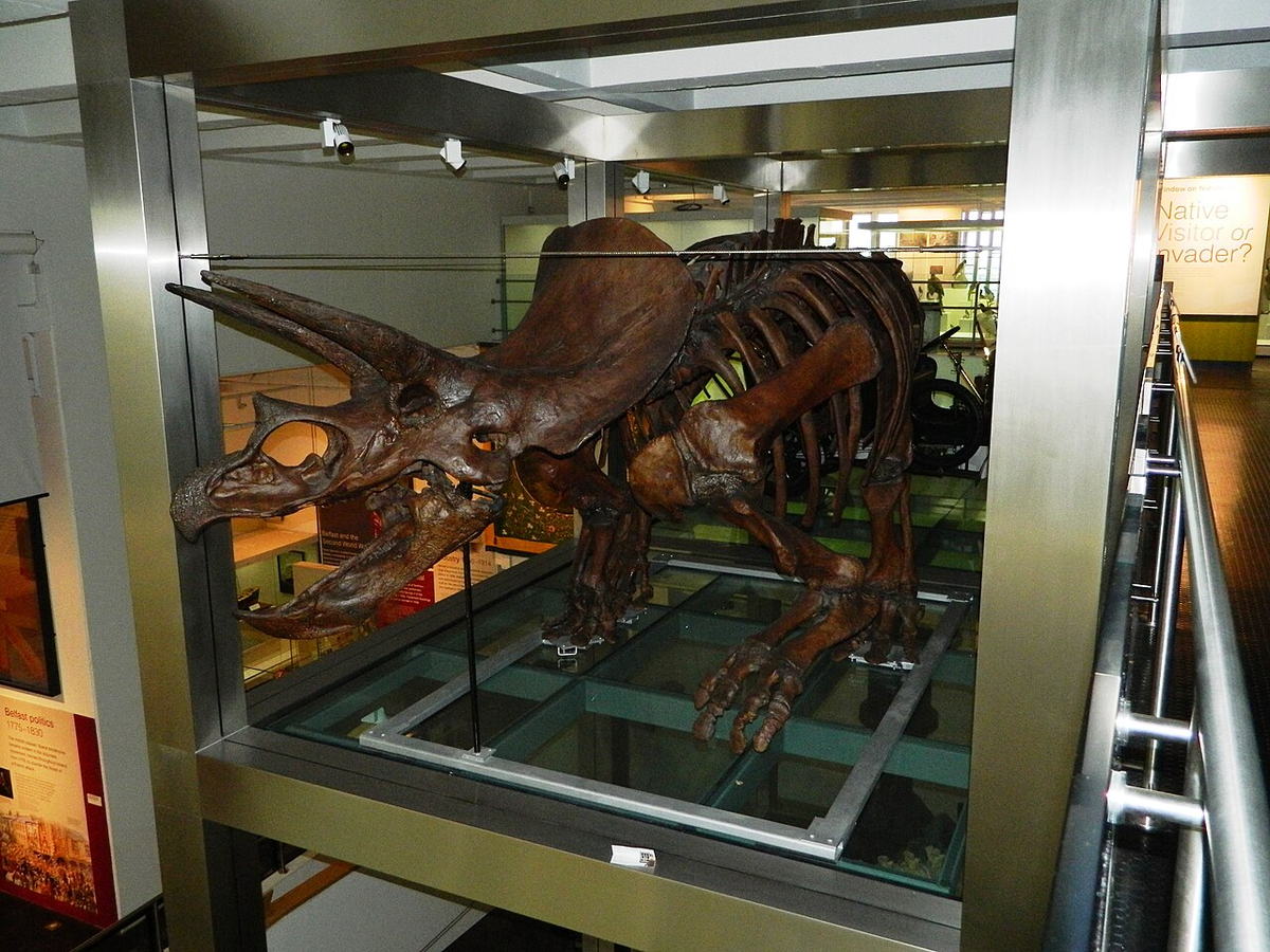 Triceratops skeleton displayed at the Ulster Museum