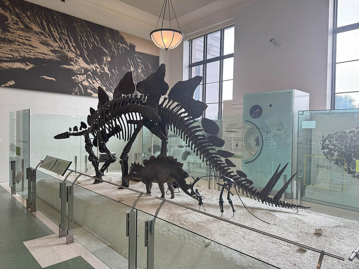 Stegosaurus skeleton displayed at the American Museum of Natural History