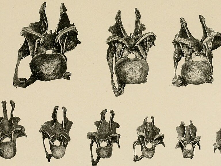 Historic 1901 scientific restoration of a Diplodocus skeleton