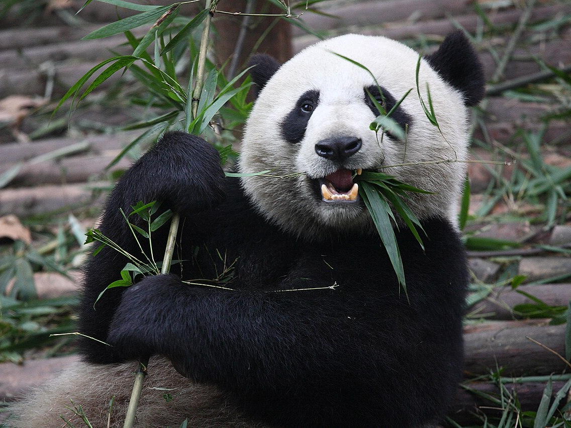 Giant panda eating bamboo