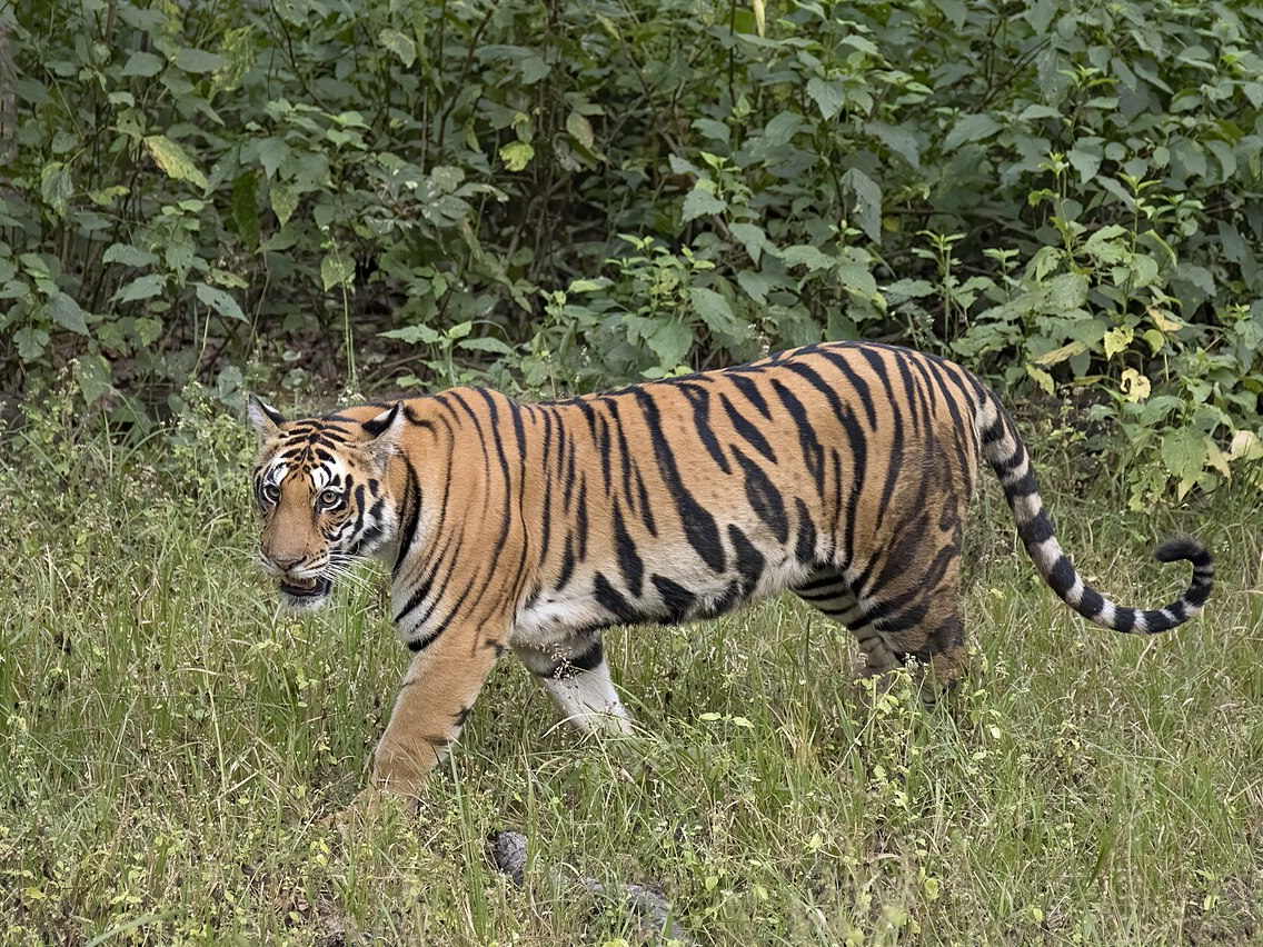 Female Bengal tiger in Kanha National Park, India