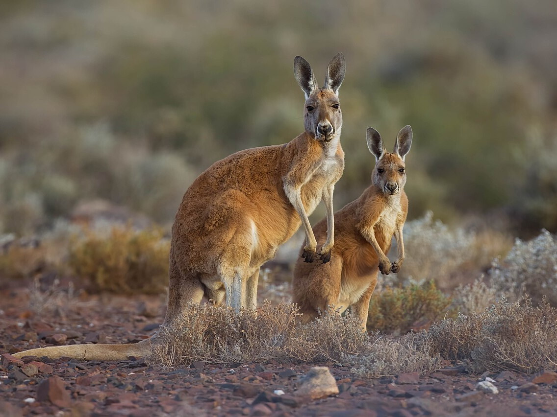Red kangaroos standing in Sturt National Park, New South Wales