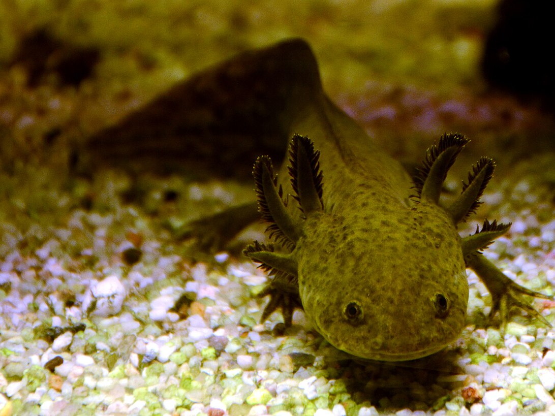 Axolotl, the aquatic salamander native to the Mexico City region