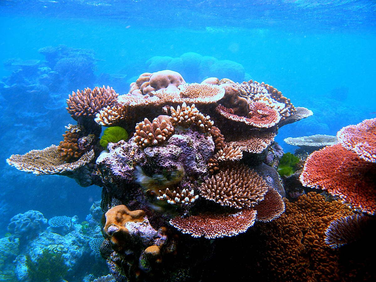 Colorful coral outcrop on Flynn Reef in Australia's Great Barrier Reef