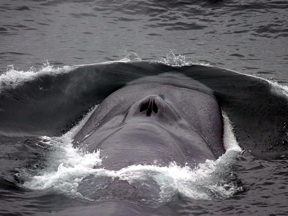 Blue whale swimming at the ocean surface and creating a bow wave