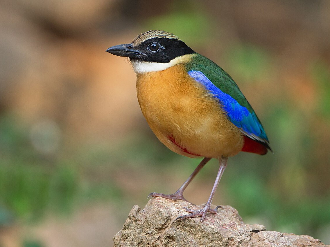 Blue-winged pitta perched on a branch in Kaeng Krachan