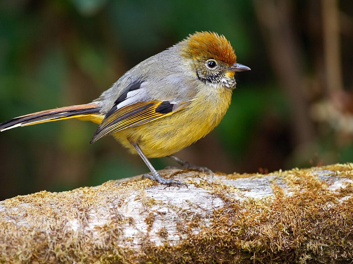 Bar-throated minla perched among branches at Doi Inthanon