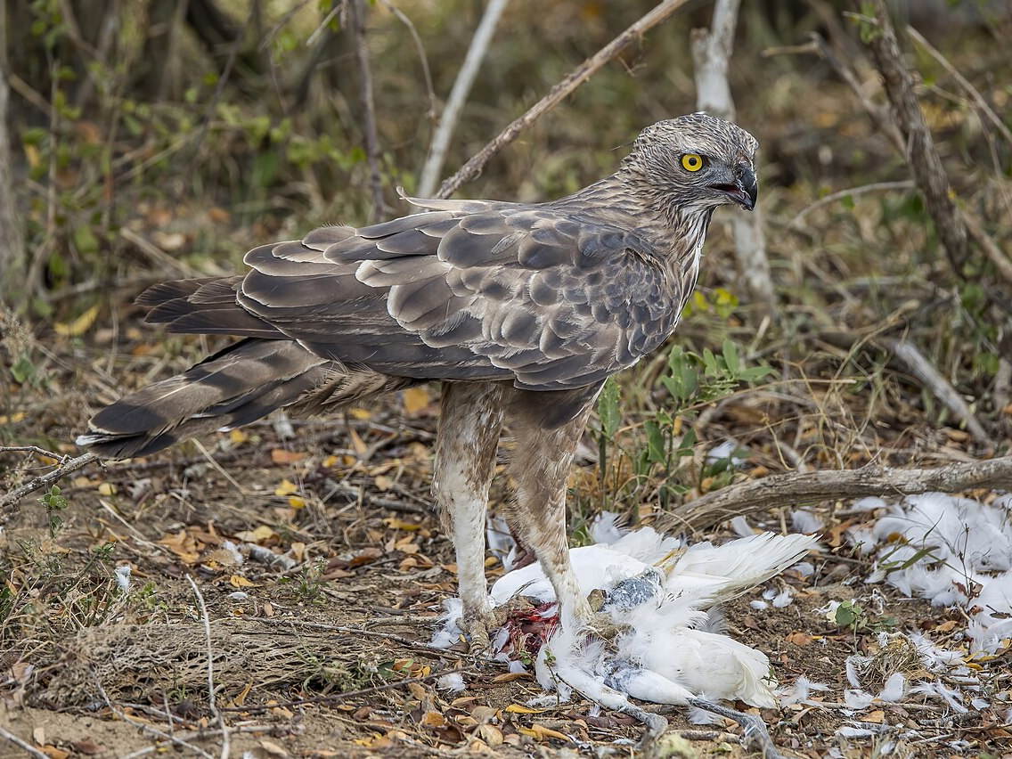 Crested hawk-eagle feeding on an egret