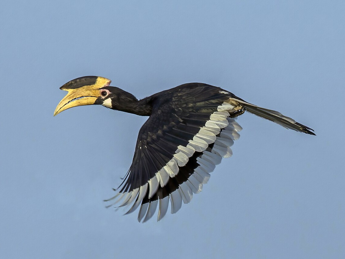 Female Malabar pied hornbill flying with wings spread