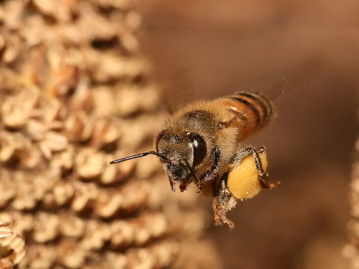Western honey bee flying near a flower