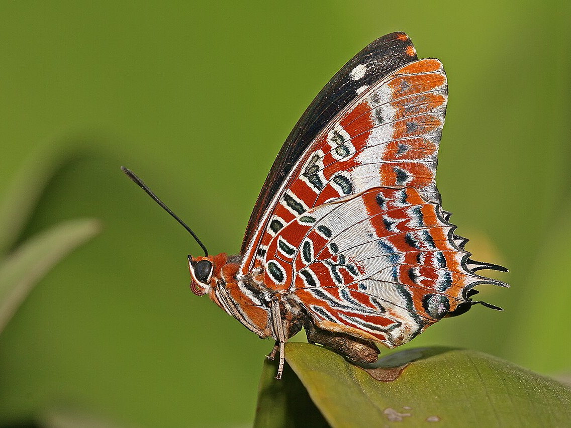 White-barred charaxes butterfly resting with patterned wings open