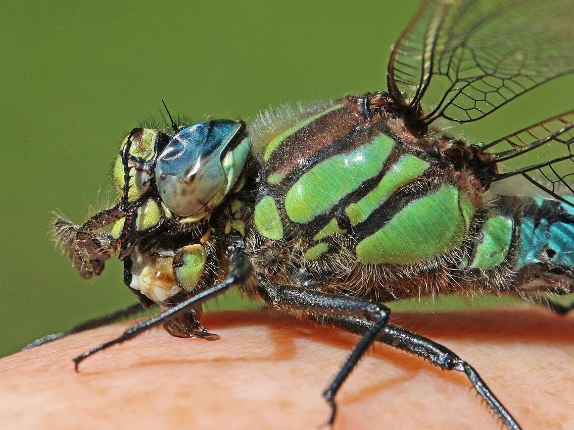 Close-up of a male hairy dragonfly