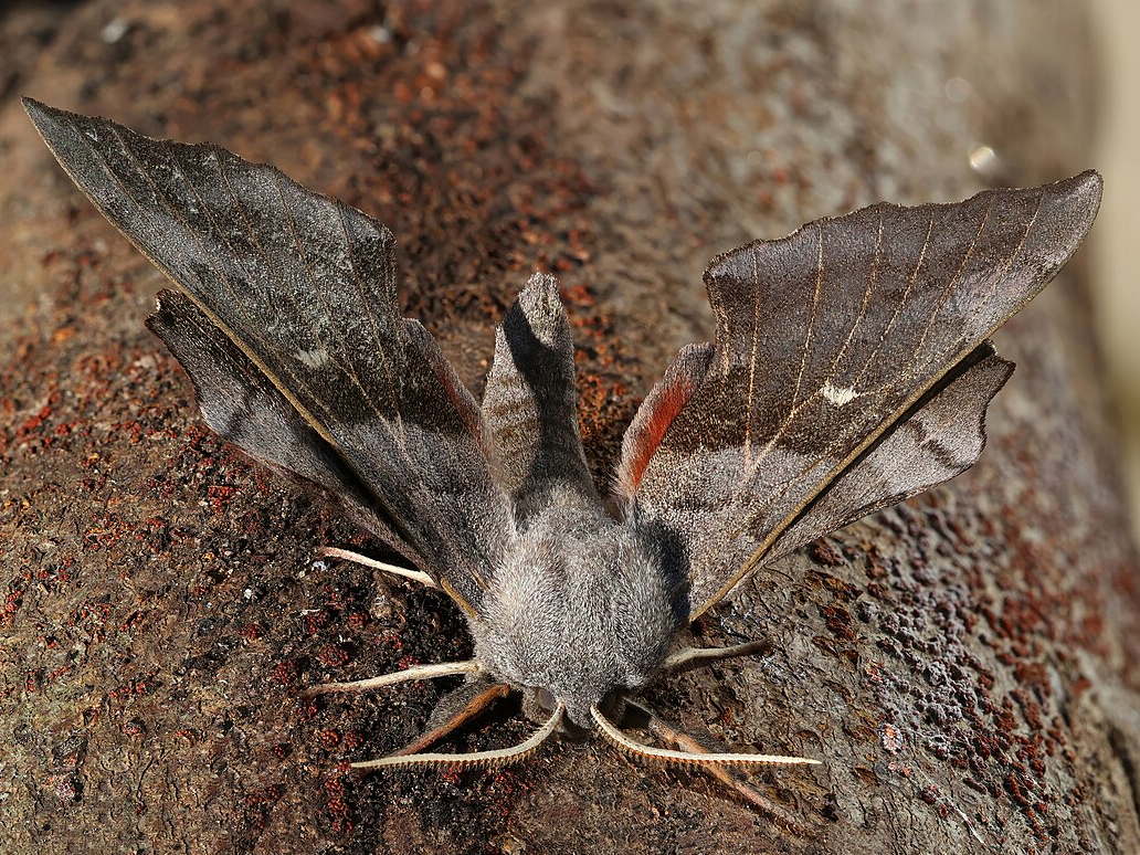 Male poplar hawk-moth resting with wings spread