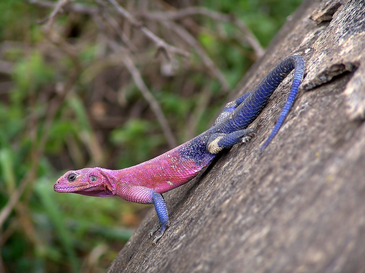 Siedler's agama lizard resting on a rock