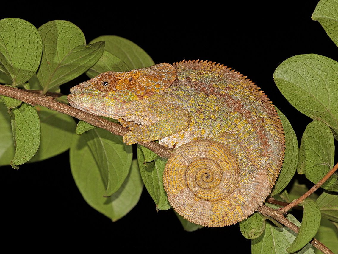 Female short-horned chameleon in Andasibe, Madagascar