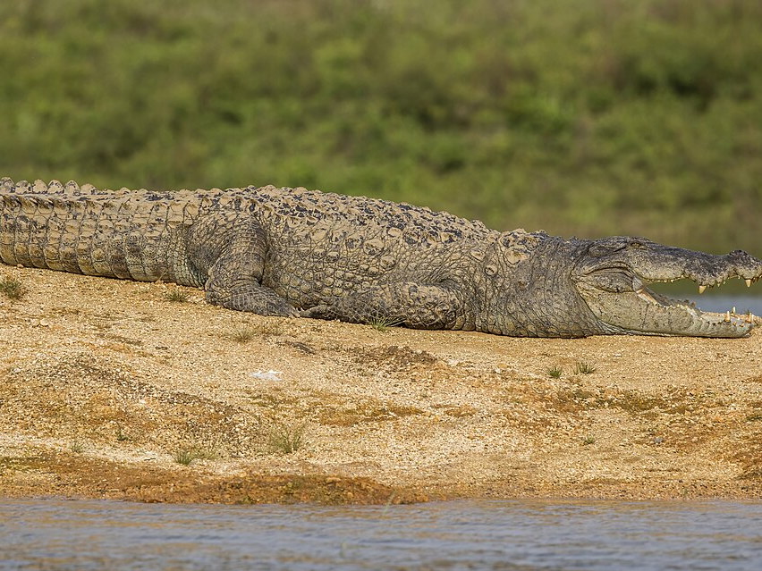 Mugger crocodile resting near water at Gal Oya