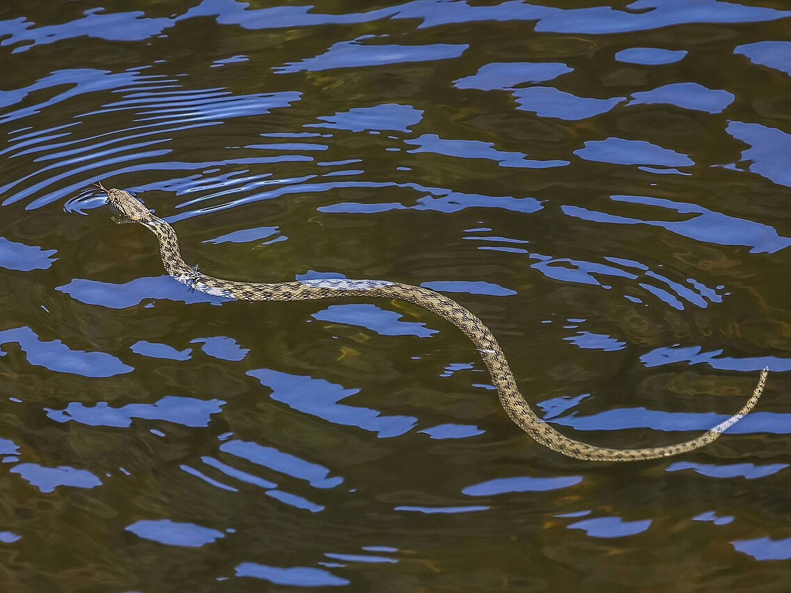 Viperine water snake coiled in its natural habitat