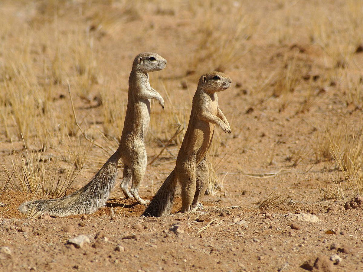 Cape ground squirrel standing alert in a sandy habitat