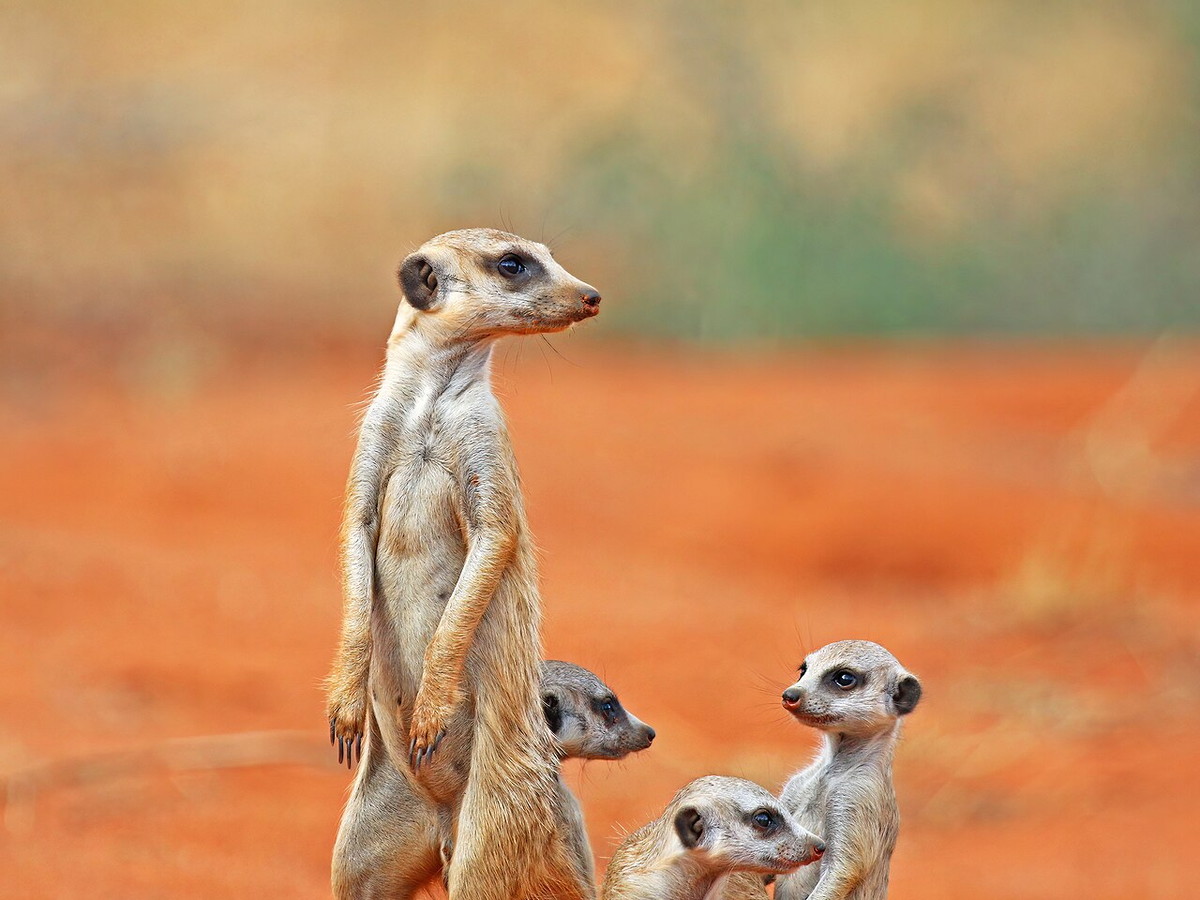 Adult meerkat standing with three young meerkats