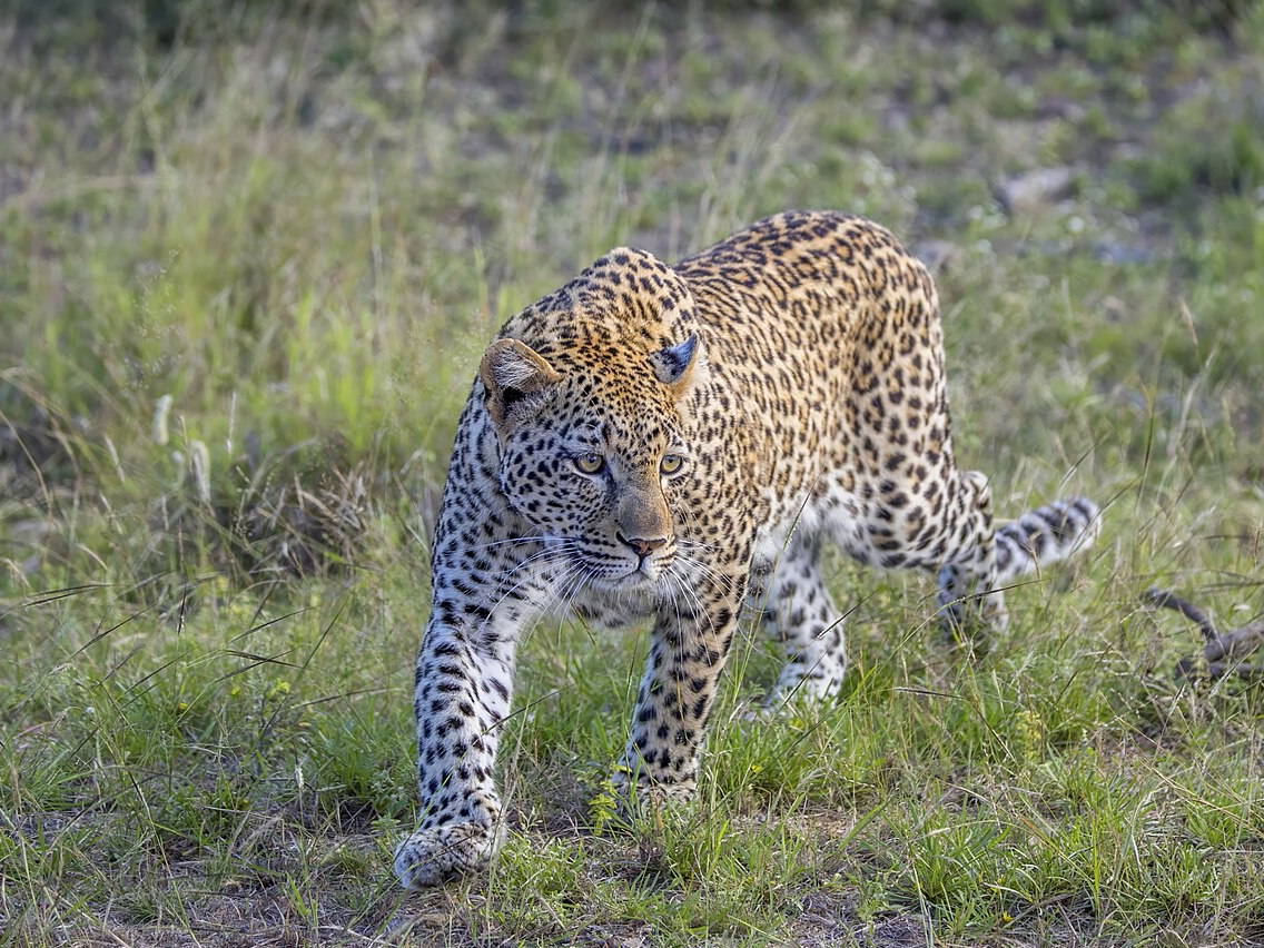 African leopard resting in Kruger National Park
