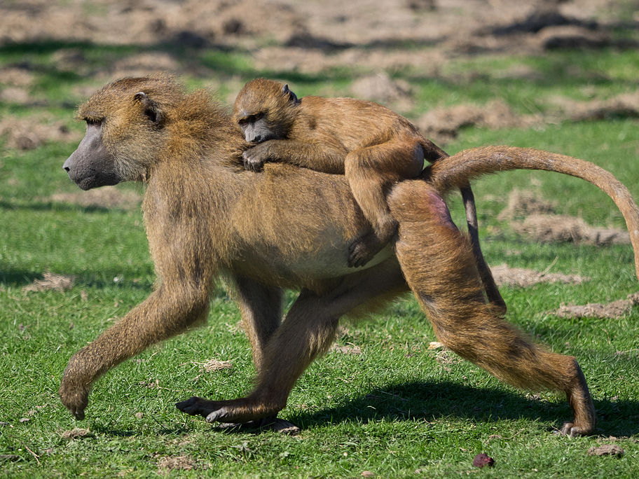 Guinea baboon with a juvenile at Port Lympne Wild Animal Park