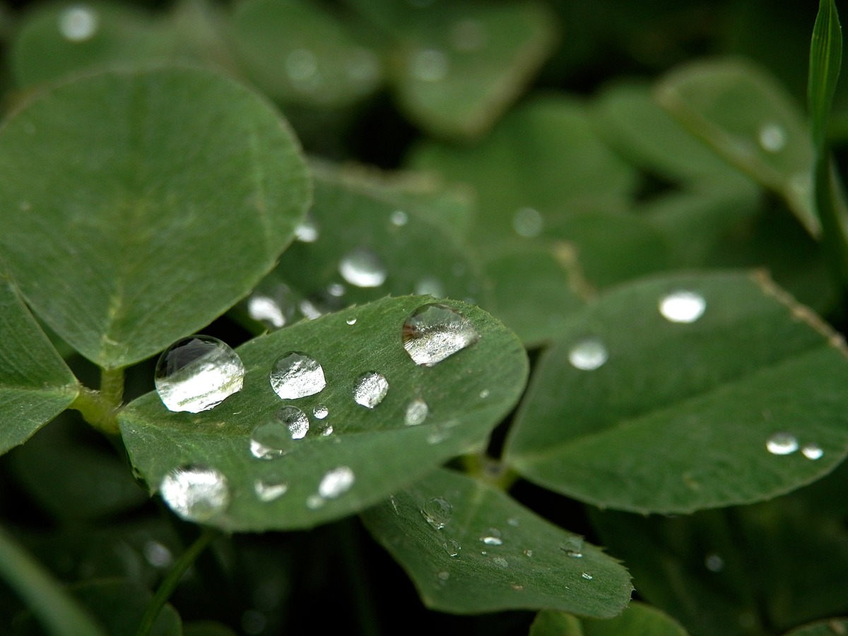 Green three-leaf clover with water droplets