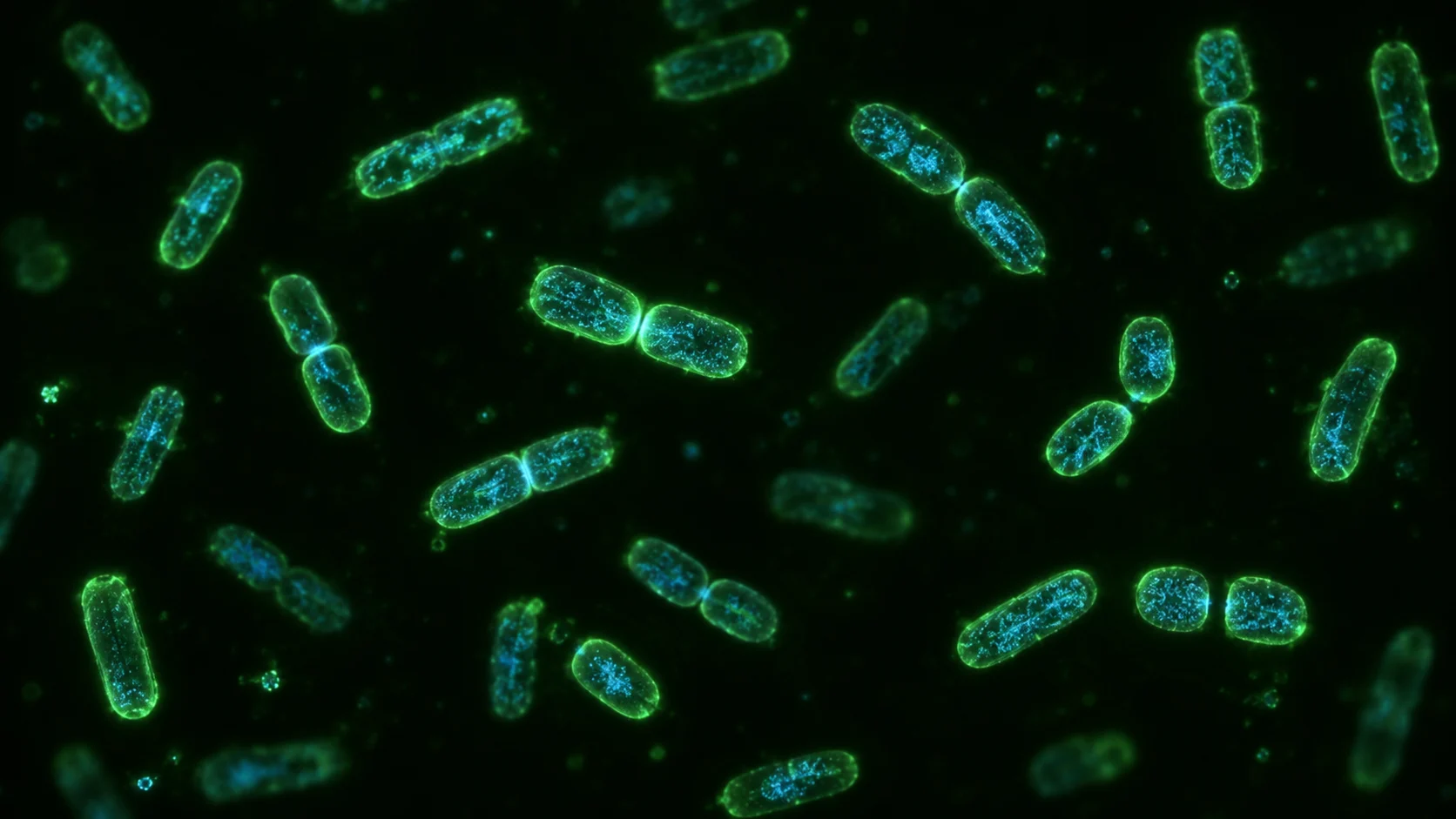 Fluorescent rod-shaped bacteria at different stages of binary fission