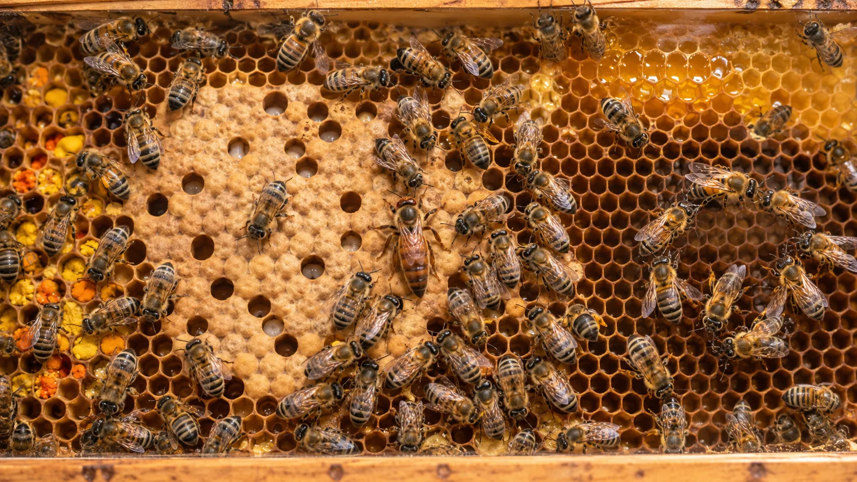 Honeybee hive with brood, pollen, nectar, queen, workers, and dance area