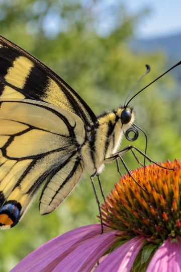 Swallowtail butterfly macro showing eyes, antennae, proboscis, scaled wings, and legs
