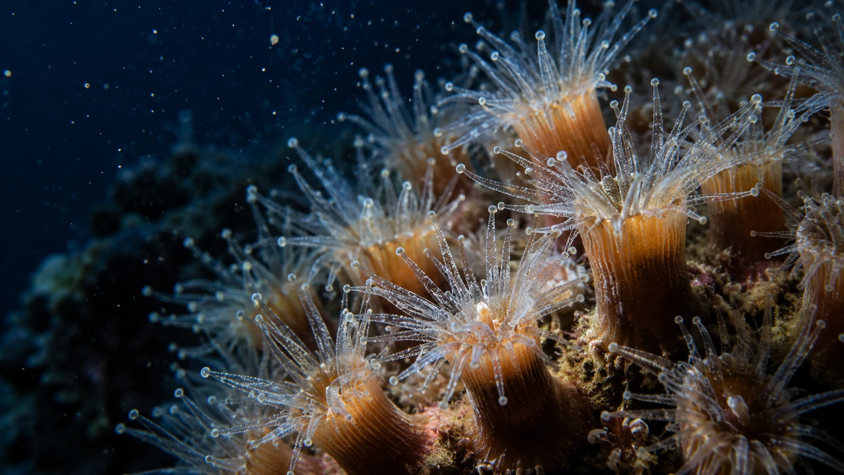Living coral polyps extend delicate tentacles into dark water